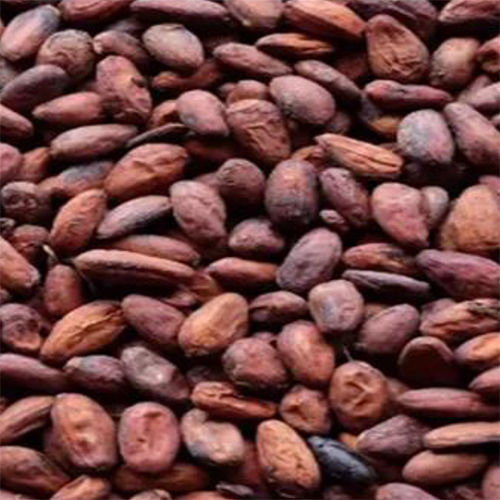 Raw Cocoa Beans - Color: Brown