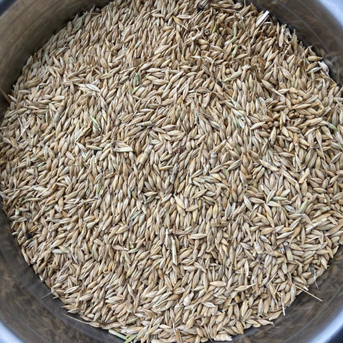 Raw Barley Seed