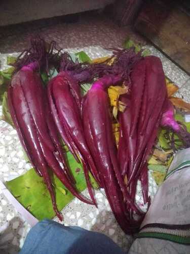 Red Aloevera Plant