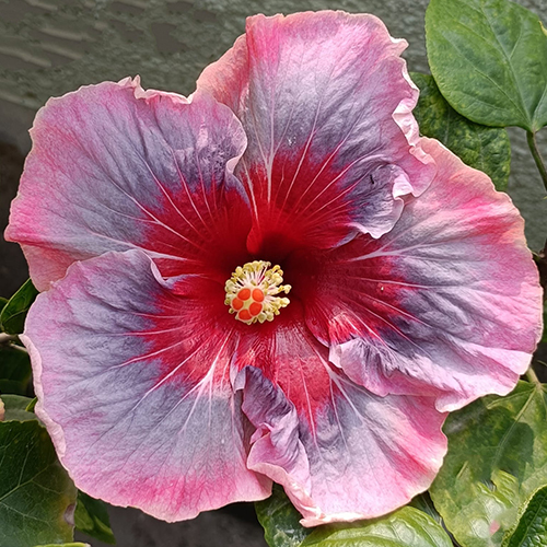 Hibiscus Flower