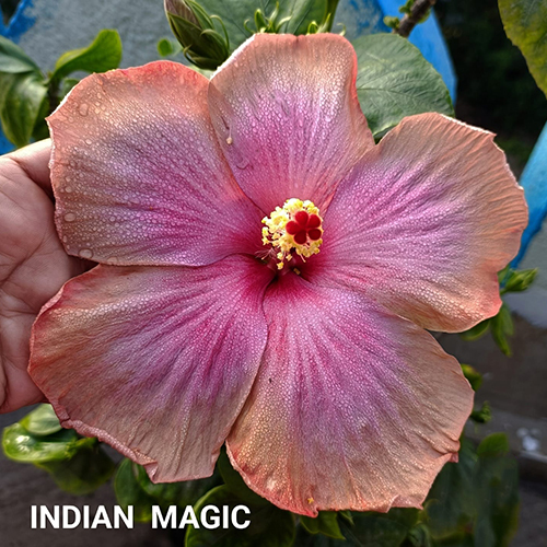 Indian Magic Flower