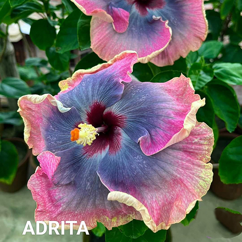 Adrita Flower - Color: Mix Colour