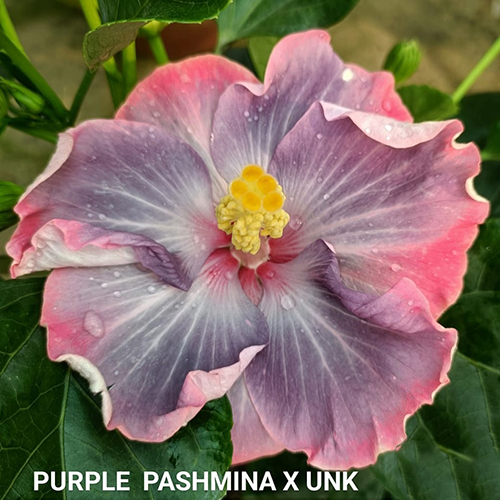 Purple Pashmina X UNK Flower