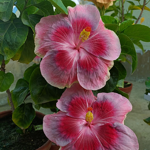 City Slicker Flower