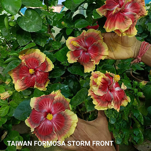 Taiwan Formosa Storm Front Flower - Color: Mix Colour