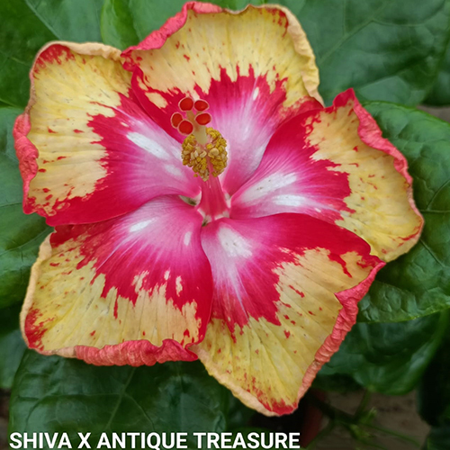 Shiva X Antique Treasure Flower
