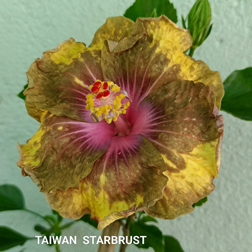 Taiwan Starbrust Flower