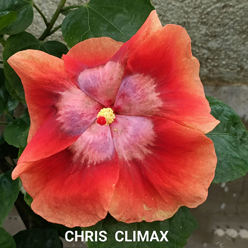 Chris Climax Flower