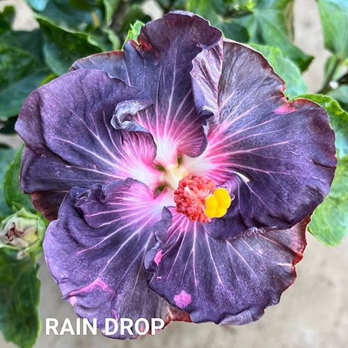 Rain Drop Flower