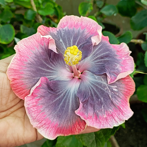 Seven Seas Flower
