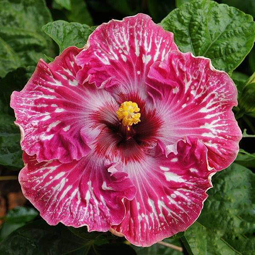 Moorea Memory Pink Flower