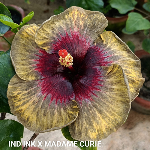 Ind Ink X Madame Curie Flower - Color: Mix Colour