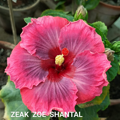 Zeak Zoe Shantal Flower - Color: Mix Colour