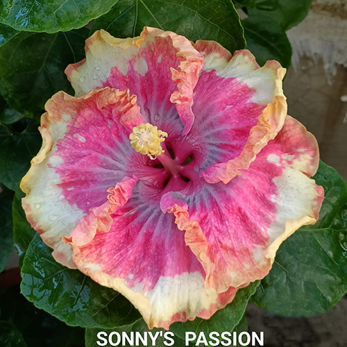 Sonny Passion Flower - Color: Mix Colour