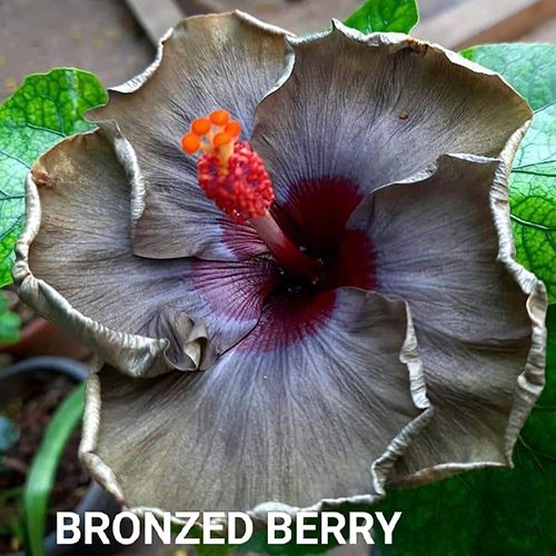Bronzed Berry Flower