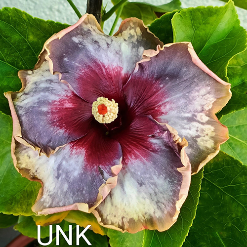 Unk Flower - Color: Mix Colour