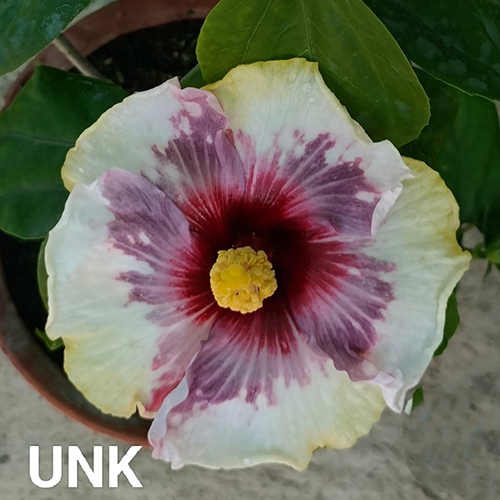 UNK Flower