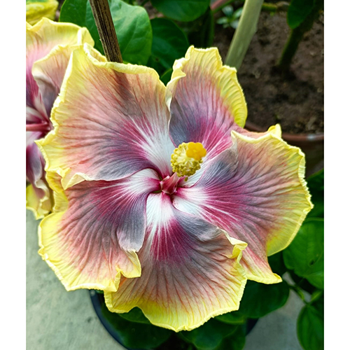 Taiwan Rainbow Waltz Flower