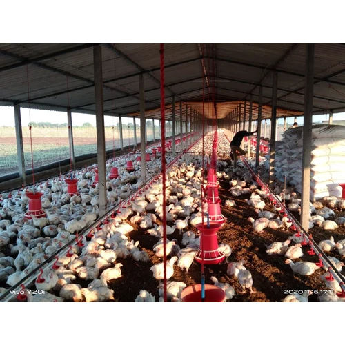 Automatic Poultry Drinking Nipple System - Feature: High Quality