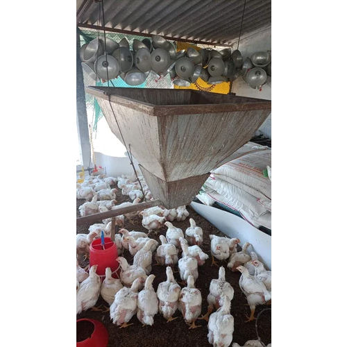 Poultry Chick Feeder - Color: Red