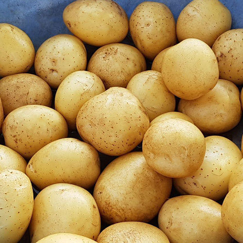 Diamant Potato - Moisture (%): Nil