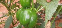 Fresh Green Capsicum