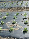 Mulch Film