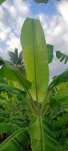 Banana Leaf