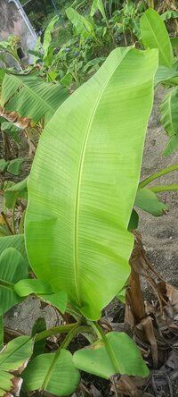 Banana Leaf