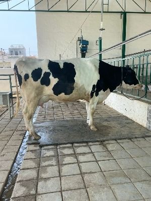 Hf cow milking