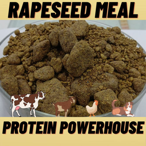 RAPESEED MEAL (37% PROTEIN)-Rapeseed Meal Extract-Rapeseed Meal De Oiled Cake-Organic Rapeseed Meal