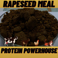 RAPESEED MEAL (37% PROTEIN)-Rapeseed Meal Extract-Rapeseed Meal De Oiled Cake-Organic Rapeseed Meal