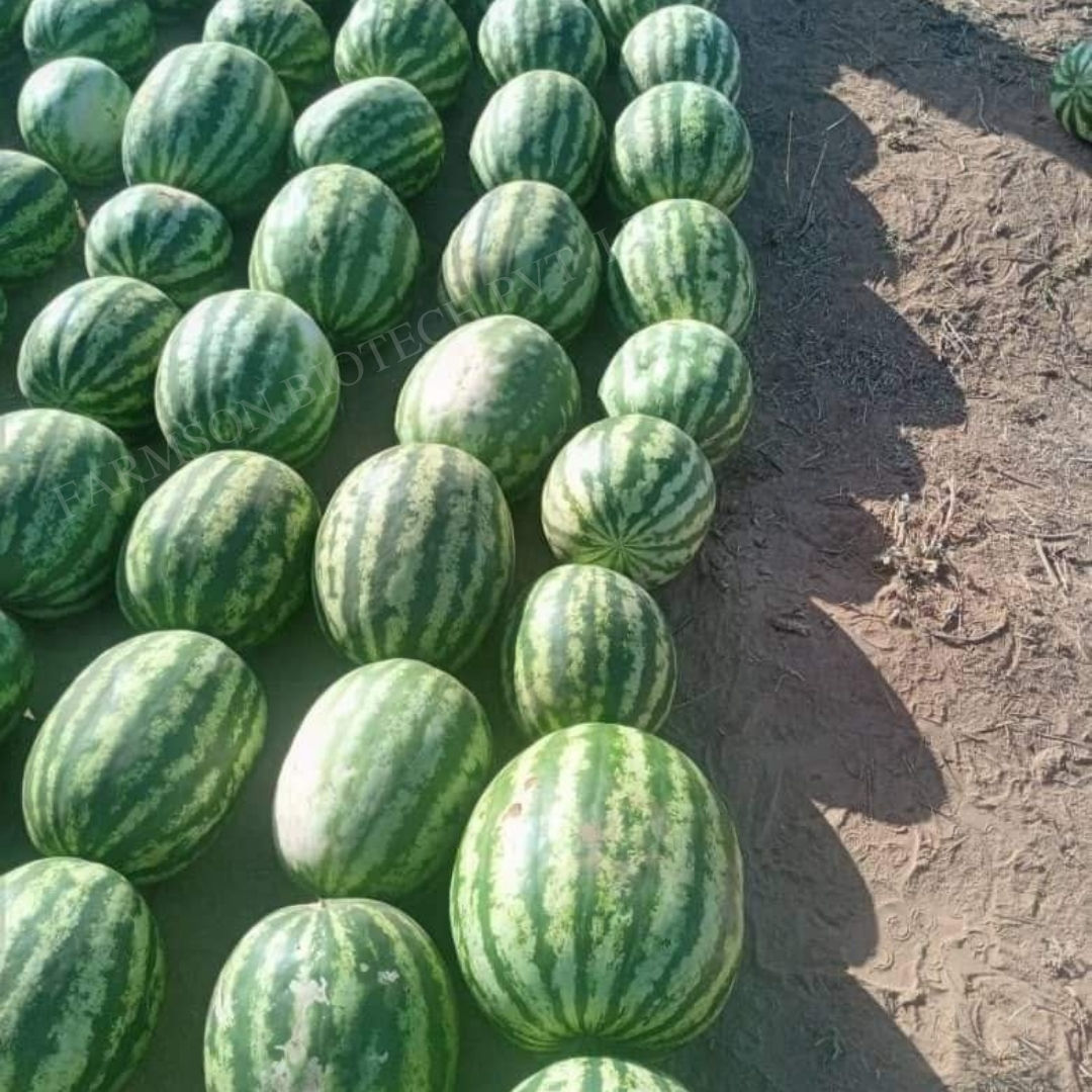 Watermelon Seeds FB-Madhu F1 Hybrid