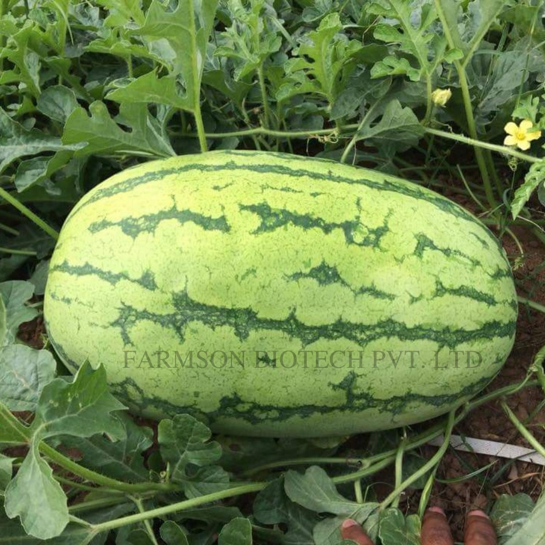 Watermelon Seeds FB-Madhu F1 Hybrid