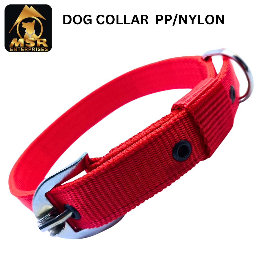 Dog Collar & Buckle