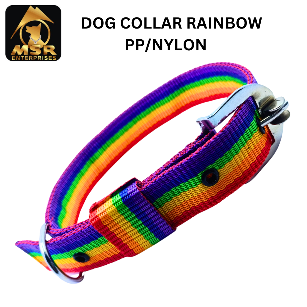 Dog Collar & Buckle