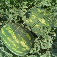 Watermelon Seeds FB-Madhurak F1 Hybrid