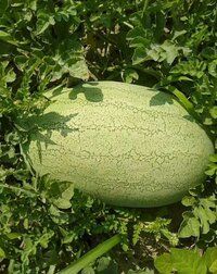 Watermelon Seeds FB-Maxon F1 Hybrid