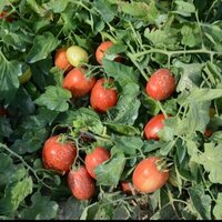 Tomato Seeds FB-King F1 Hybrid