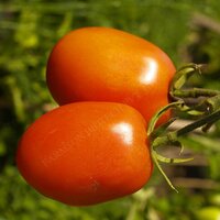 Tomato Seeds FB-King F1 Hybrid