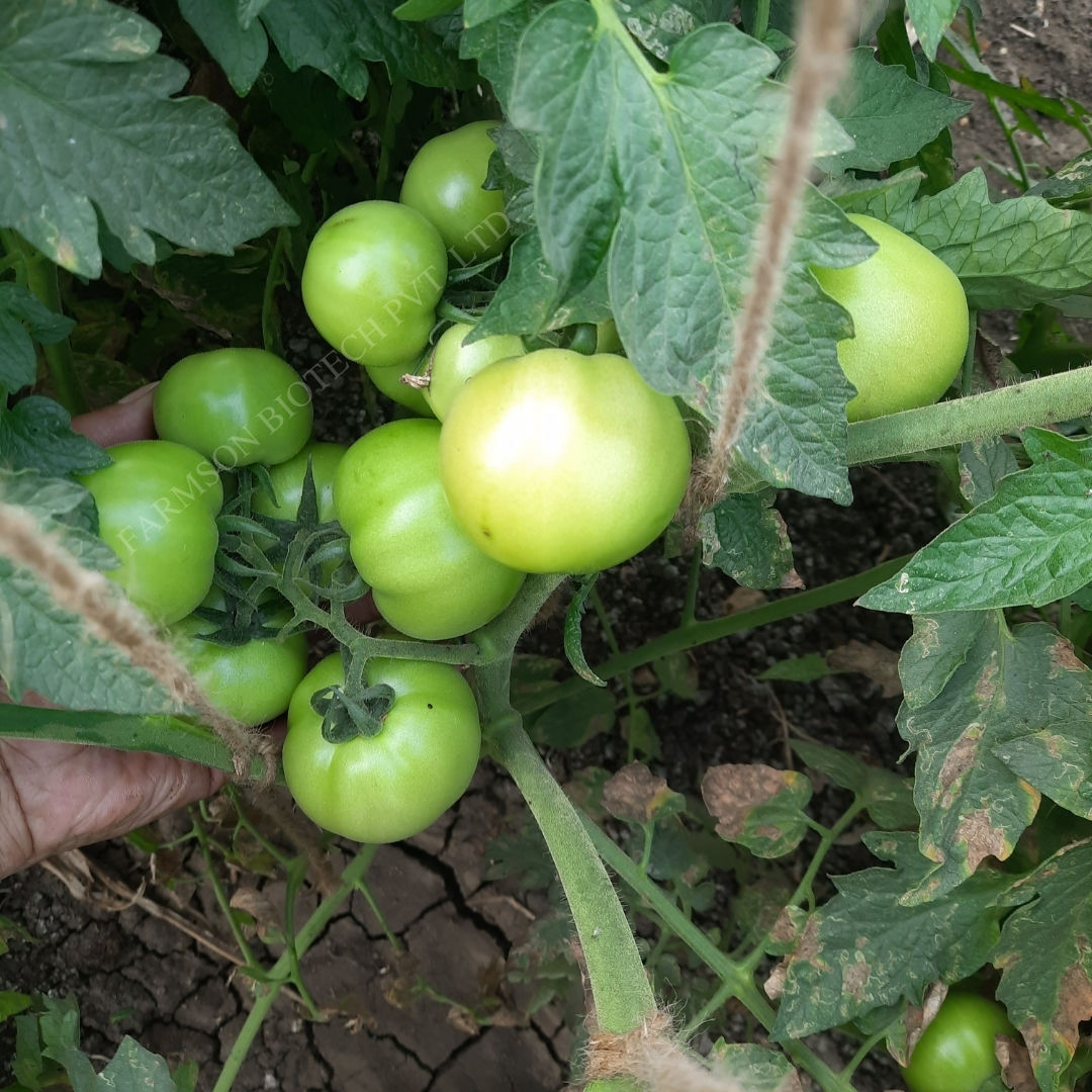 Tomato Seeds FB-Madhav F1 Hybrid