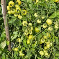 Tomato Seeds FB-Madhav F1 Hybrid