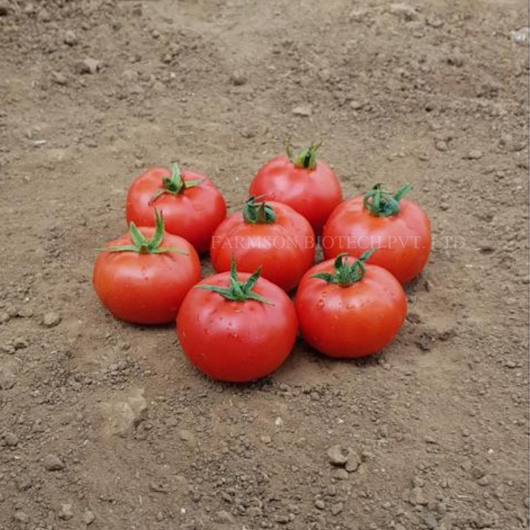 Tomato Seeds FB-Madhav F1 Hybrid