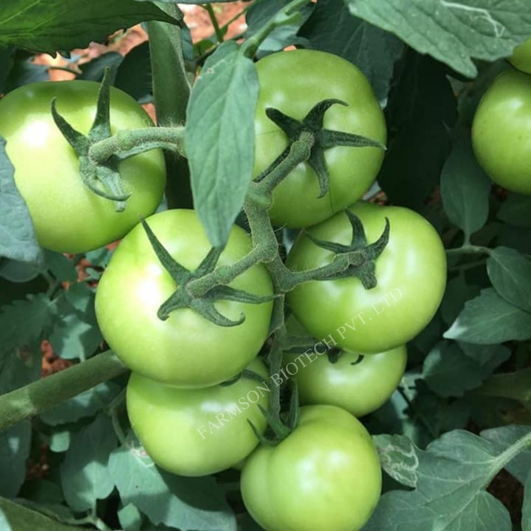 Tomato Seeds FB-Jambo F1 Hybrid