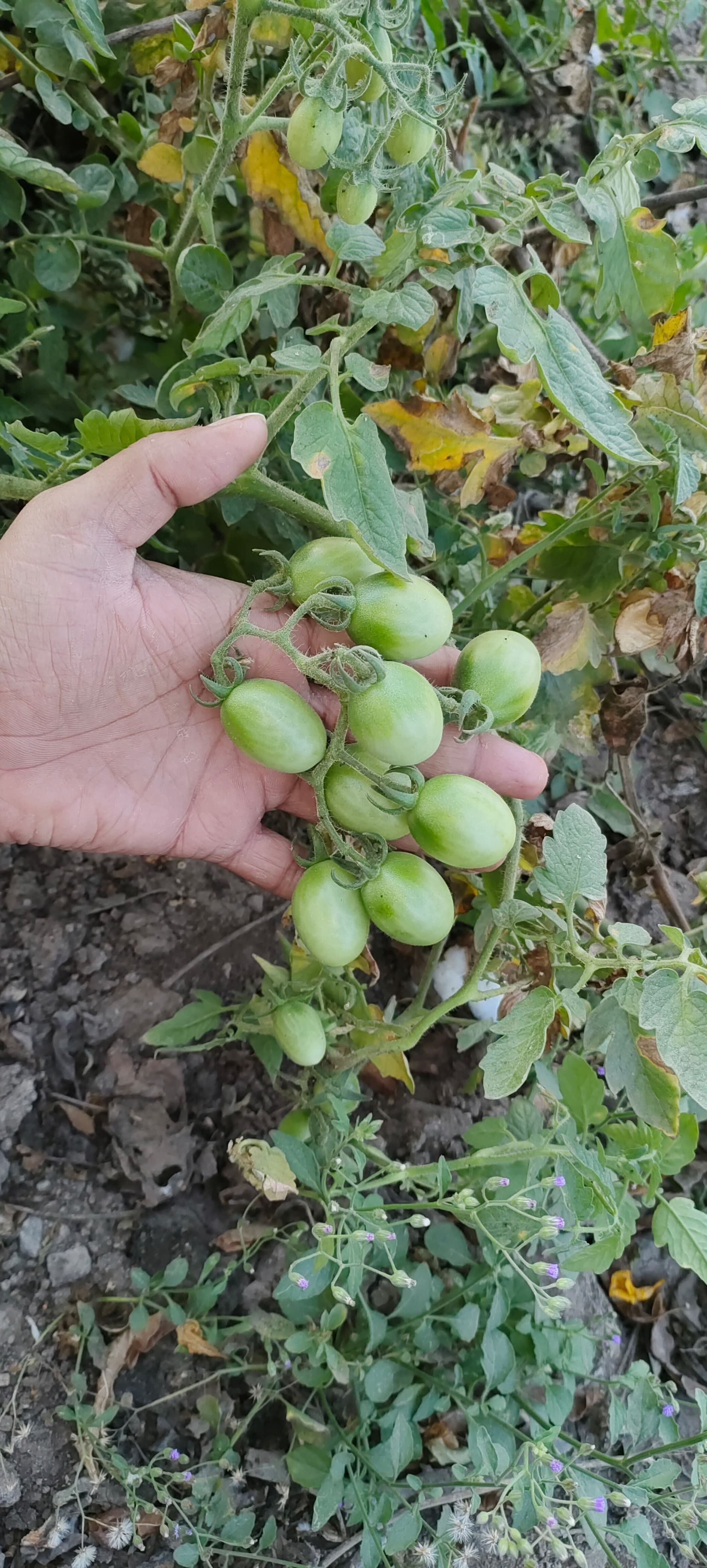 Cherry Tomato Seeds FB-RED BULLET (OVAL) F1 Hybrid