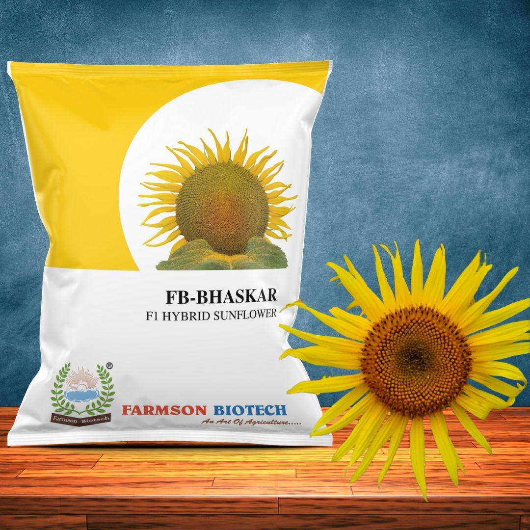 Sunflower Seeds FB-Bhaskar F1 Hybrid