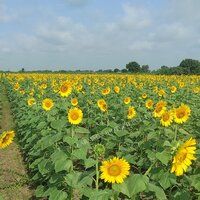 Sunflower Seeds FB-Sun 777 F1 Hybrid