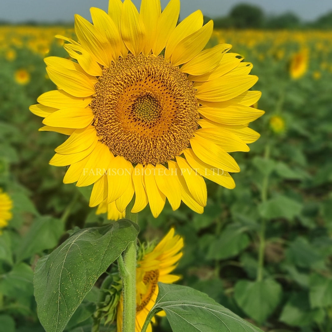 Sunflower Seeds FB-Sun 777 F1 Hybrid