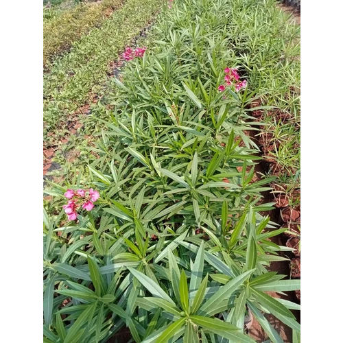 Flowering Plants