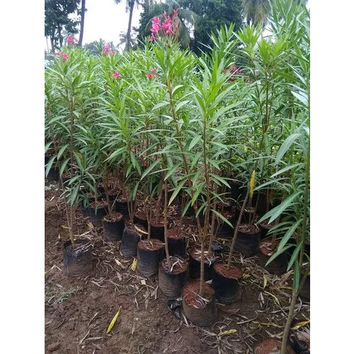 Nerium Oleander Plant